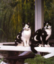 moon and stars cats