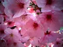 lilac flowers