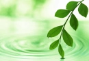 green leaf