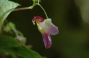 parrot flower