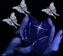 Butterflies are amazing