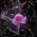 pink rose