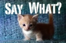 say what ?