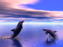 Dolphin Playtime
