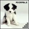 cute puppy