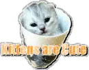 kitten are cute