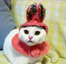 Easter Cat