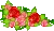 Mini roses