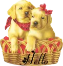 Hello