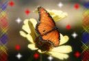 Batterfly