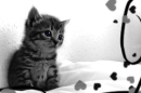 kitten 