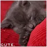 cute cat