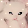 cute kitty