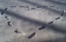 heart in snow