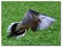 Dove