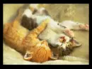 CUTE KITTENS