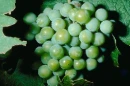 vine ripe grapes