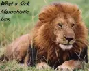 What a Sick ,Masochistic Lion