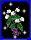 calia
