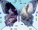 fly