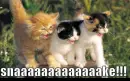 snaaaaaake!