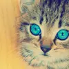 cute kitty