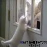 what now boys =3