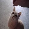 cute cat