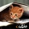 cutie