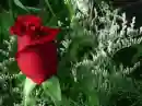 flori