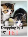 hi kitten