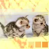 kitten =3