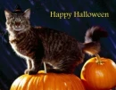 Halloween cat
