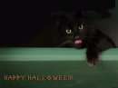 Halloween cat
