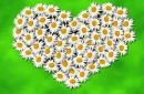 Dasiy Heart