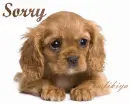 i am sorry