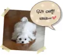 cute dog