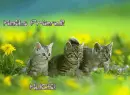 hallo FRIEND!!