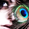 Peacock XP