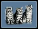 cute kittens