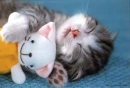 CUTE KITTY