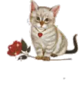 cat with flower