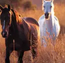 Two horses