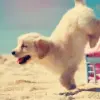 cute puppy