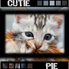 cutie pie