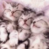 kitten =3