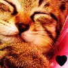 cute cat