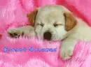 sweet dreams