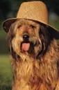 Cute dog <33