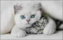 CUTE KITTENS